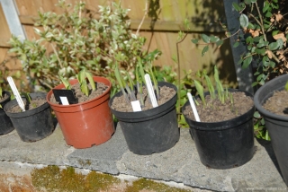 Hostas after topdressing with sheeps wool pellets