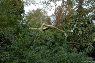 Magnolia 'Royal Crown'