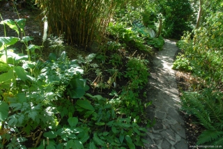 New Epimedium Planting