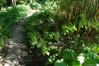 New Epimedium Planting