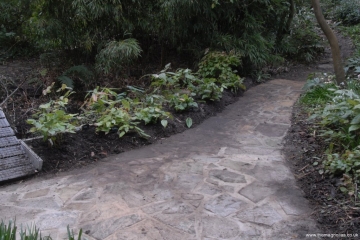 New paving and epimedium bed