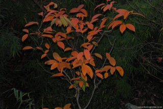 Nyssa sinensis (flash)