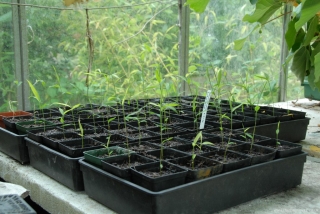 Phyllostachys kwangsiensis seedlings