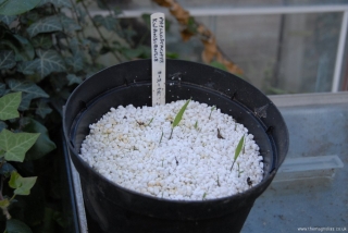 Phyllostachys kwangsiensis seed pan