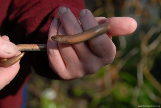 Slow worm