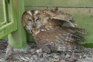 Tawny Owl-under-arbor-seat