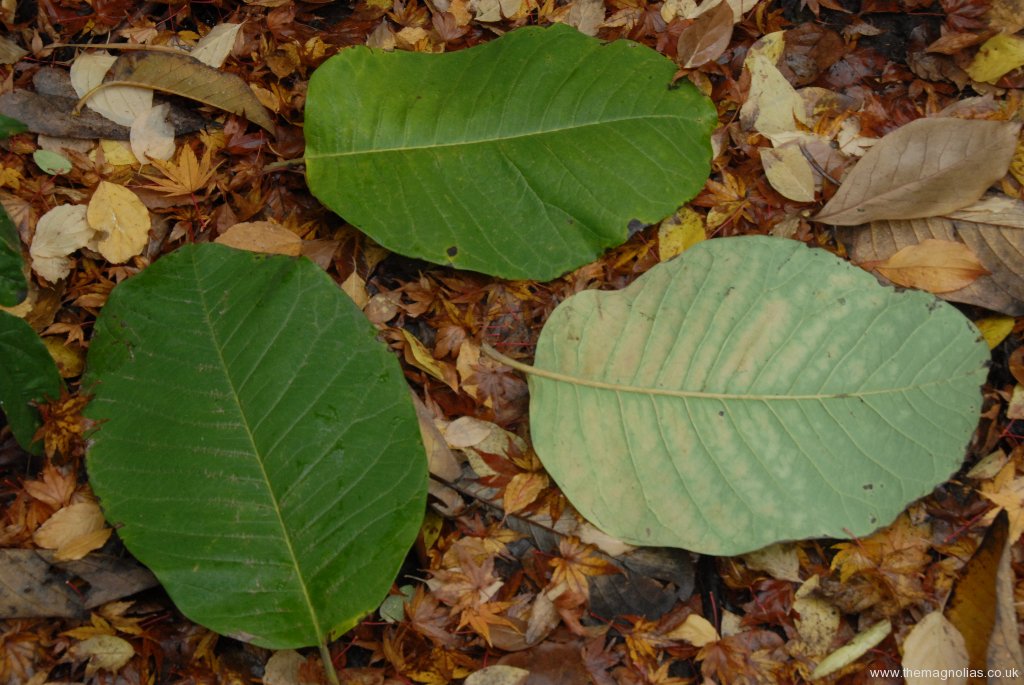 Magnolia sargentiana robusta leaves over a foot long