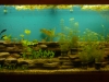 5 Foot Tank