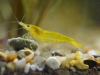 Neocaridina heteropoda yellow