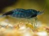 Neocaridina heteropoda blue