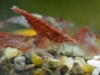 Neocaridina heteropoda various