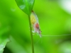 Neocaridina heteropoda 'Rili' with eggs (berried)