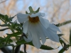 Dahlia imperialis 'Alba'