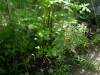 Dahlia imperialis in mid May