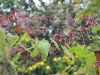 Epimedium 'Red Maximum'