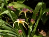 Epimedium 'Space Wagon'