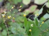 Epimedium 'Wisley Imp'