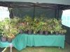 Epimedium display at Hyde Hall 2014