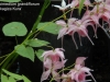 Epimedium grandiflorum 'Akagiza Kura'