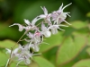 Epimedium grandiflorum \'Jennie Maillard
