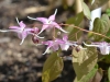 Epimedium grandiflorum 'Lilac Seedling'