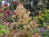 Epimedium x versicolor 'Versicolor'