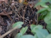 Epimedium x youngianum 'Shikinomai'