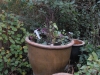 Ex Waterlily Pot