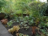 Ex-pond just planted