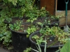 Five Ex-water Plant Tubs