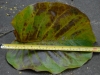 Giant Magnolia Leaf