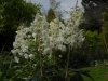 Hydrangea quercifolia 'Snowflake'