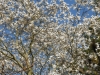 Magnolia salicifolia