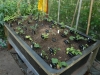 New Epimediun Nursery Bed Planted