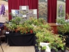 Norfolk Plant Fair Epimedium Display