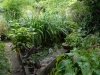 Old Goldfish Pond