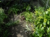 Orange and Lemon in new greenhouse