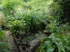 Pond before starting project