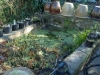 Pond being pumped out