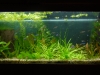 Amazon Sword Tank