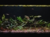Bedroom Tank