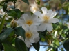 Camellia japonica 'Lily Pons'