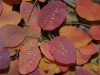 Cotinus 'Grace'