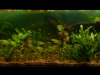 Crypt. Tank