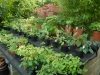 Epimedium Pot Display Area