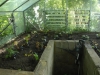 Epimedium Nursery Greenhouse
