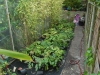 Epimedium Pot Area