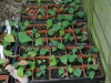Epimedium seedlings