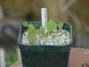 Epimedium Seedlings