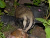 Feed the wildlife